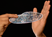Handmicrobemed