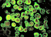 Blameitonbacterioweb