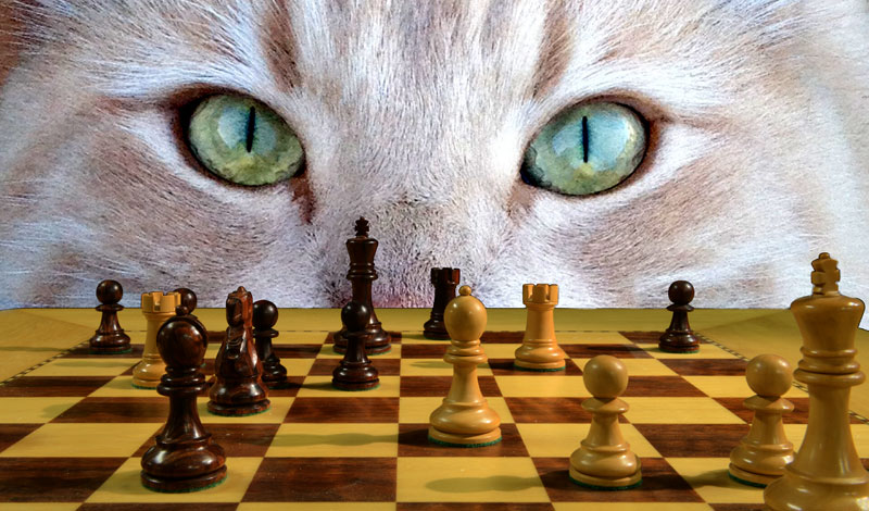 Are Animals Really That Smart?