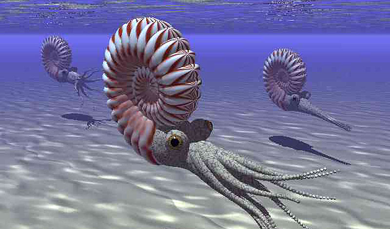 Shell on Earth