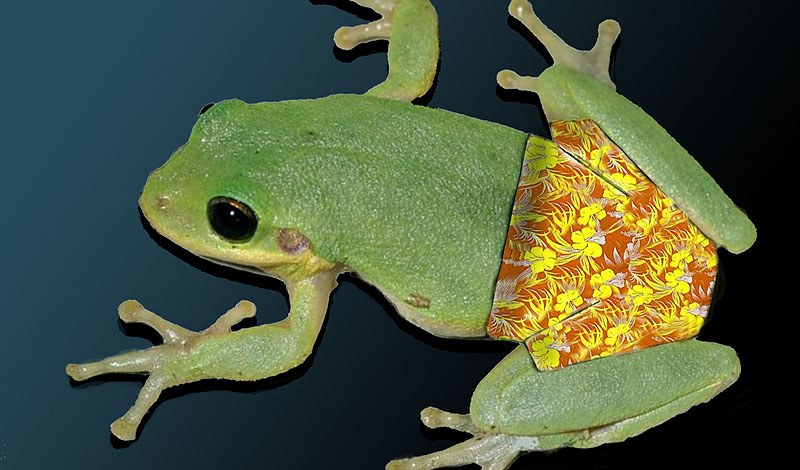 Frogs’ Pants