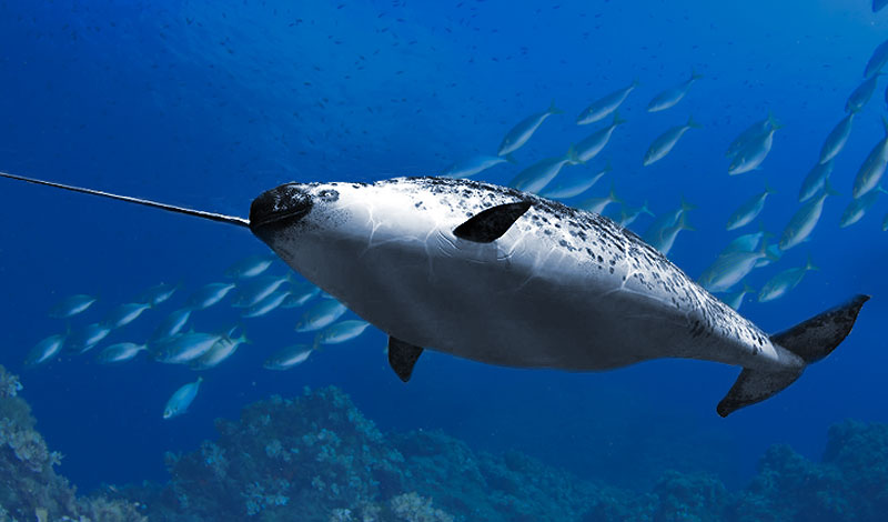 You’ve Got Whale
