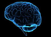 Life of Brain