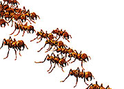 Swarm in Here… or Is It Just Me?