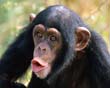 Don’t Be a Chimp
