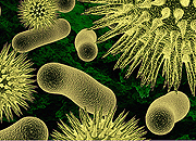 Skeptic Check: Evolutionary Arms Race