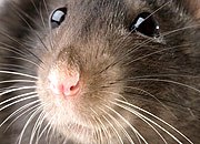 Oh, Rats!