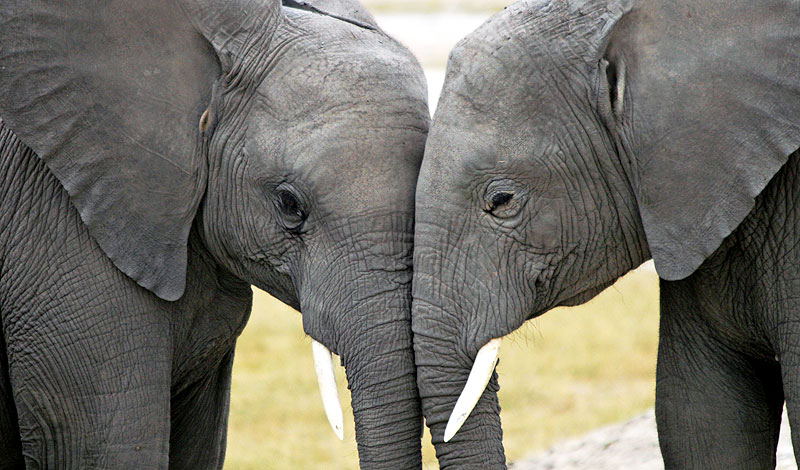 Animals Like Us