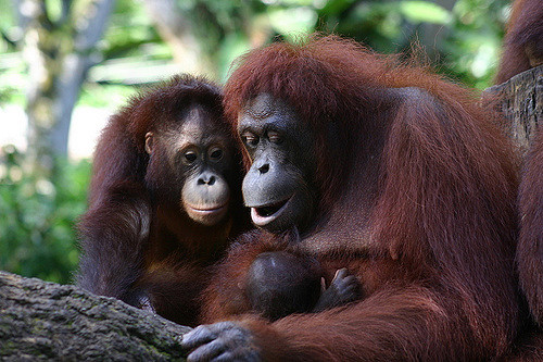 Laurance Doyle / Ape Aping