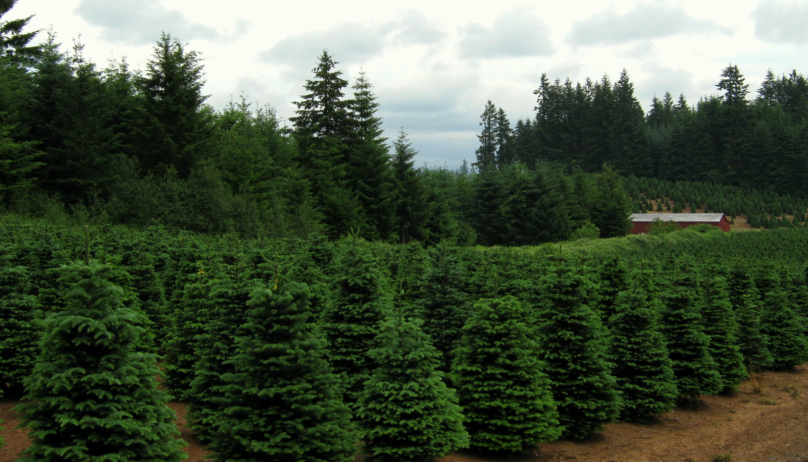 Lilian Matallana / GMO Xmas Tree