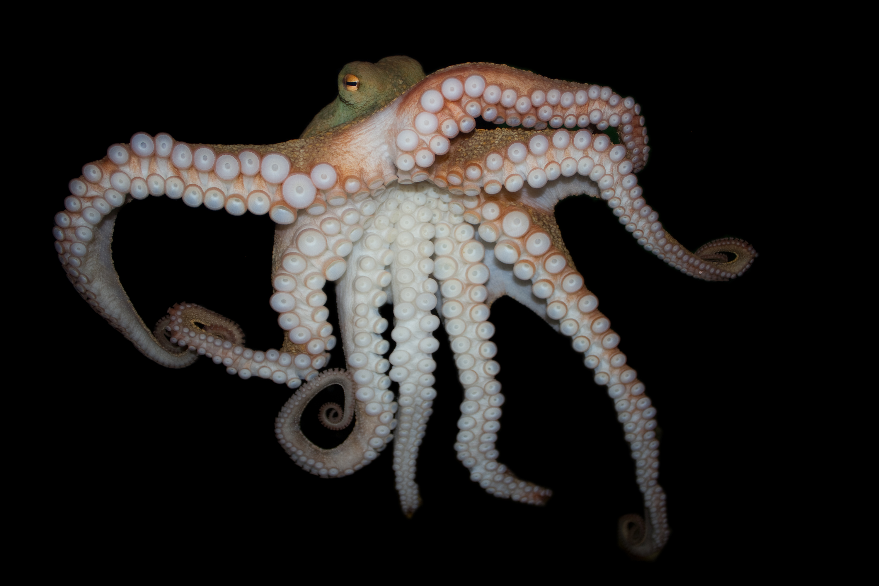 Al Tanner / Naked Cephalopods