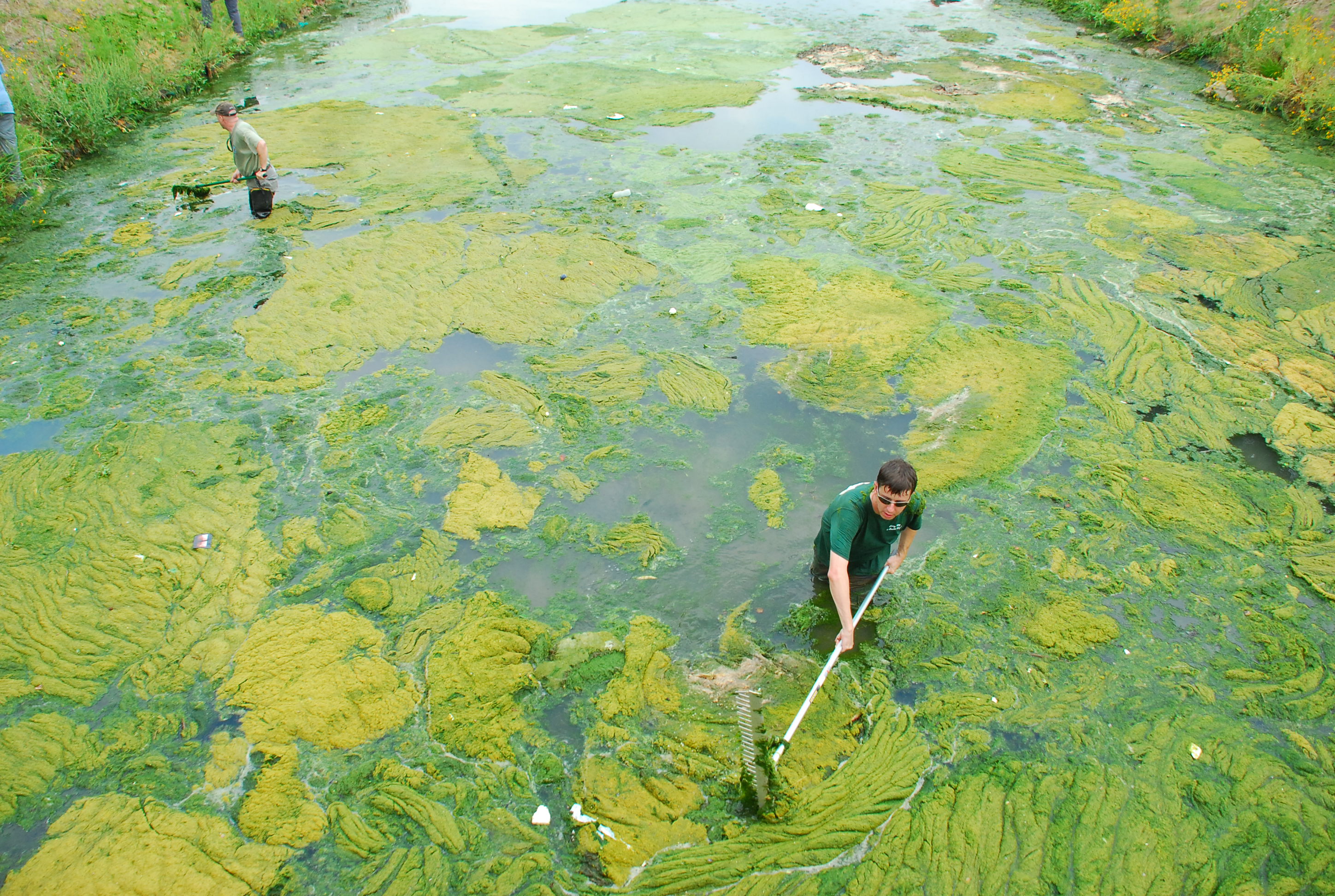 Ruth Kassinger / Algae Everywhere