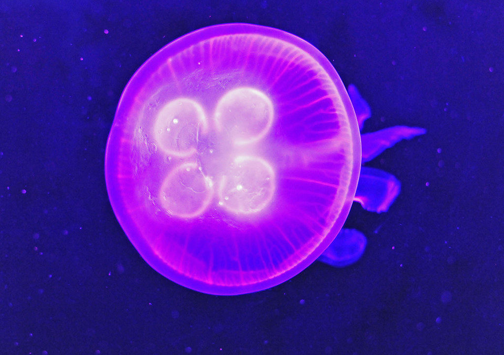 Anna Rose Hopkins / Edible Jellyfish