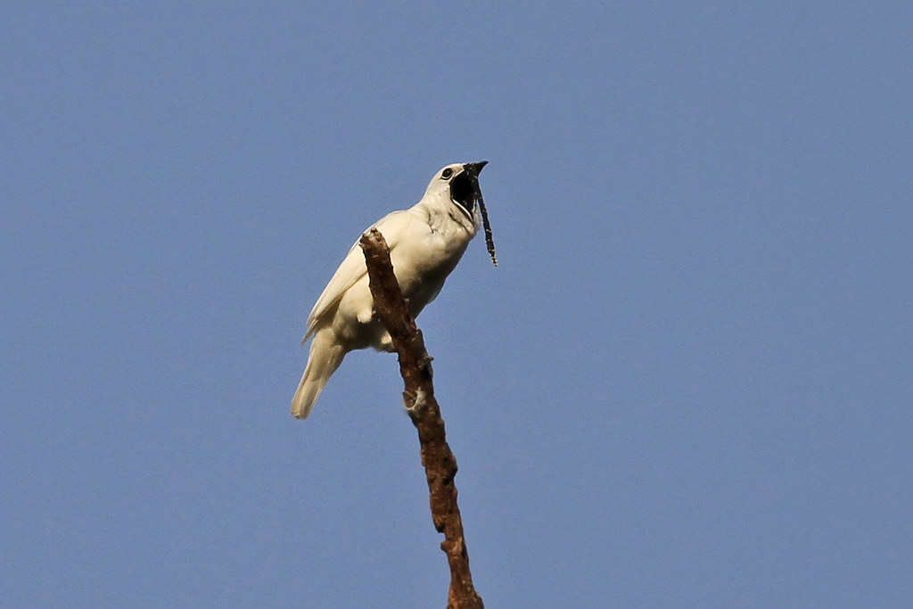 Jeff Podos / Bellowing Bellbird