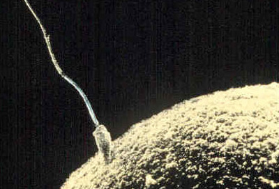 Edward Dolnick / Science of Sex