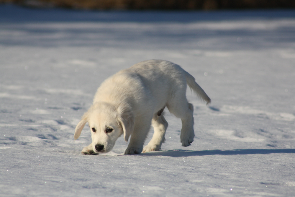 Alexandra Horowitz / Dog Schnoz