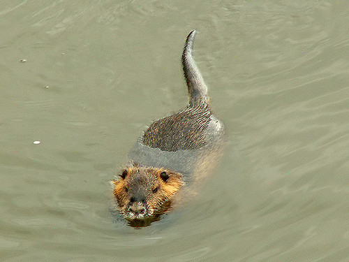 Chris Metzler / Nutria Invasion