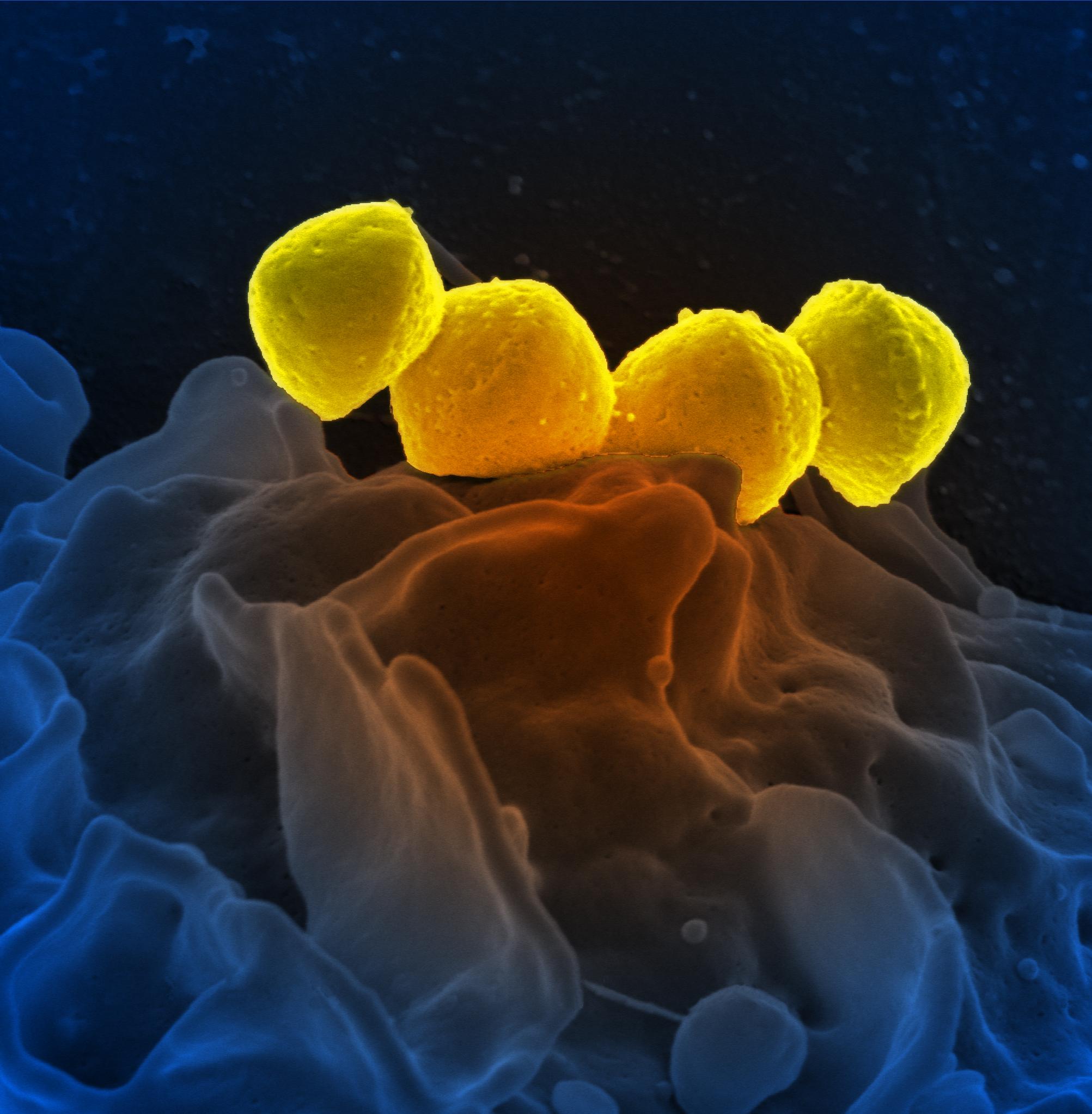 Mark Howarth / Bacterial Superglue