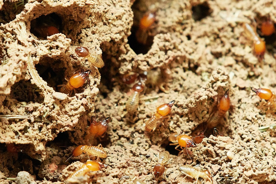 Lisa Margonelli / Termite Technology