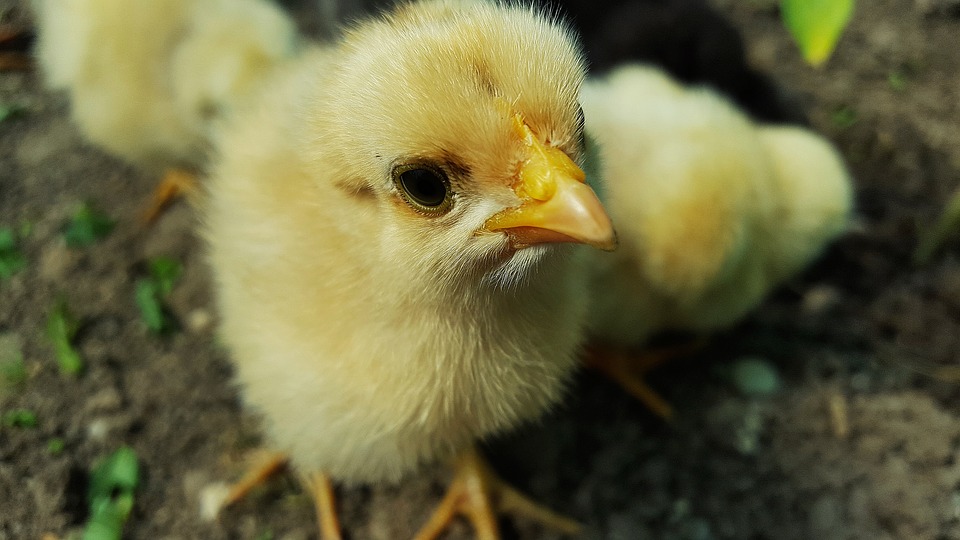 Carl Safina – Nature or Nurture?