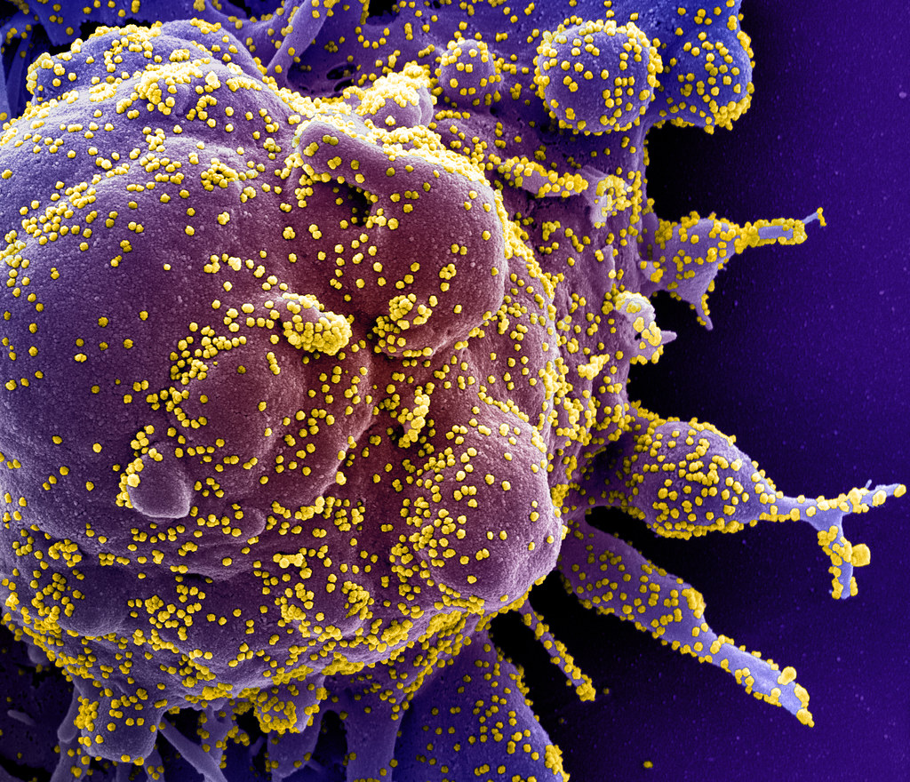 Mark Denison / Antiviral Drugs