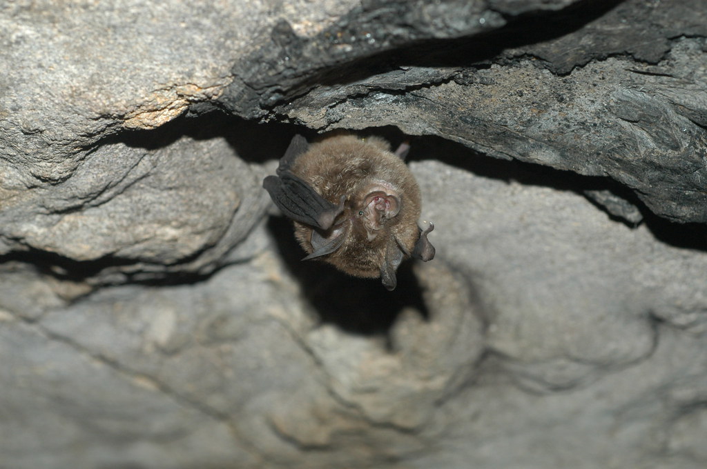 Jon Epstein / Bat Enthusiast