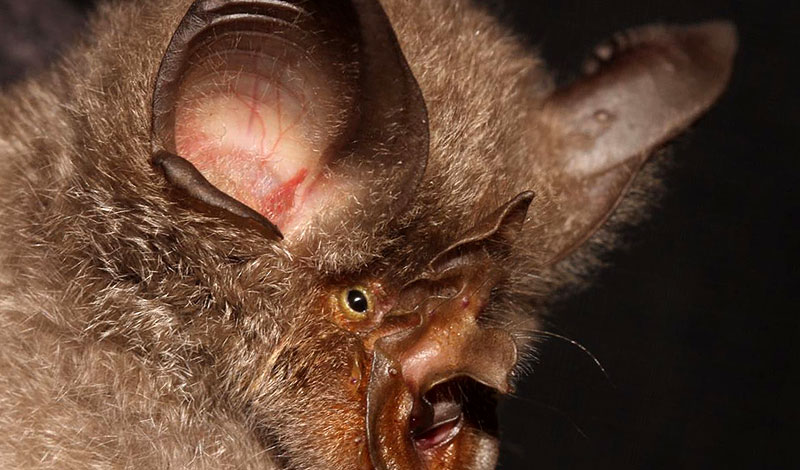 To the Bat Cave