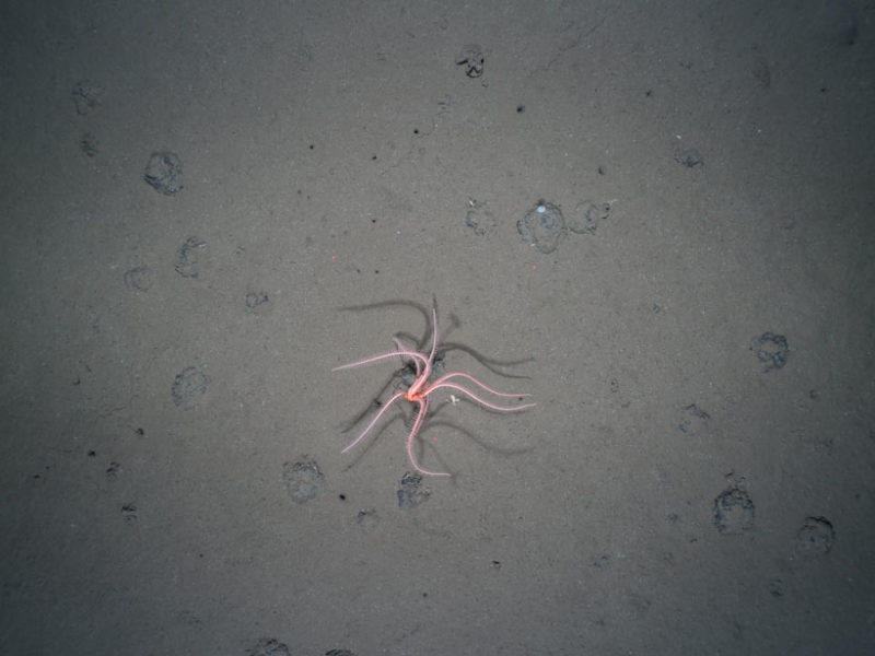 The Long-Lasting Legacy of Deep-Sea Mining