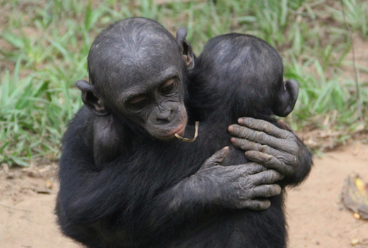 Frans de Waal / Animal Emotions