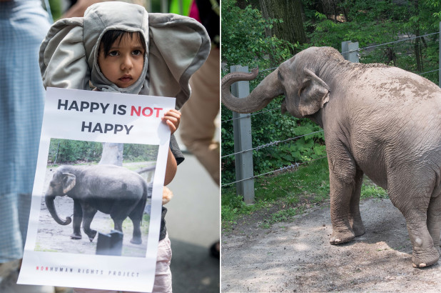 Kevin Schneider / Happy the Elephant