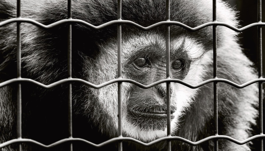 Peter Singer / Animal Rights