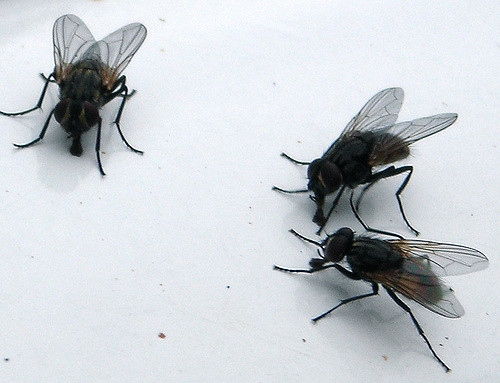 Erica McAlister / Flies’ Lives
