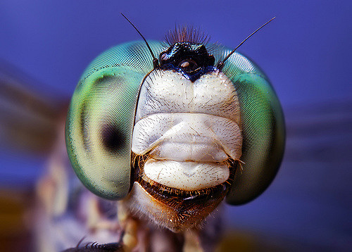 Jessica Ware / Insect Die-Off