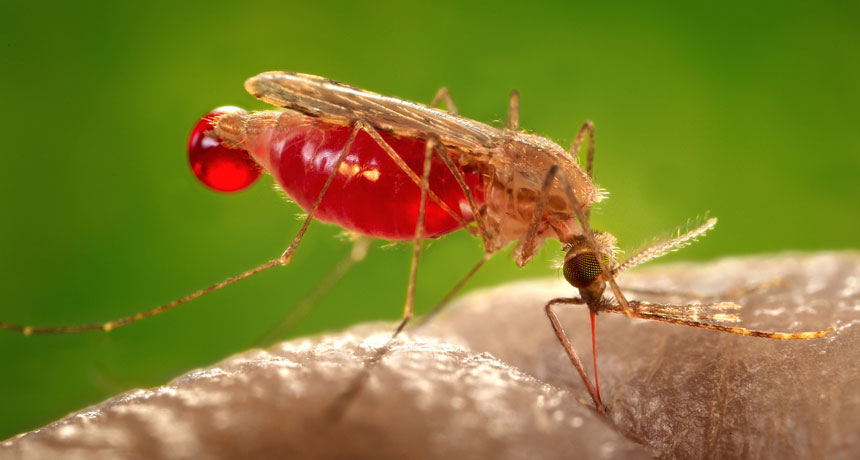 Anthony James / Mosquito Modification