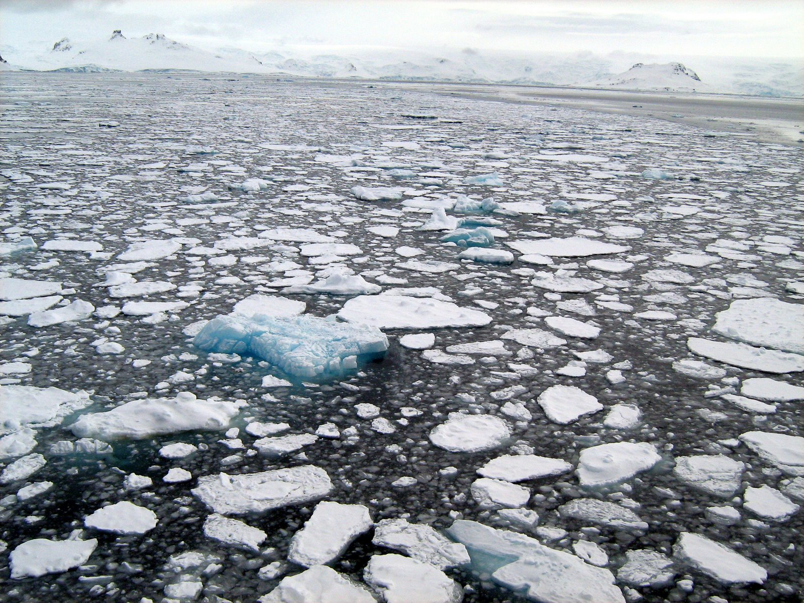 Peter Wadhams / Sea Ice