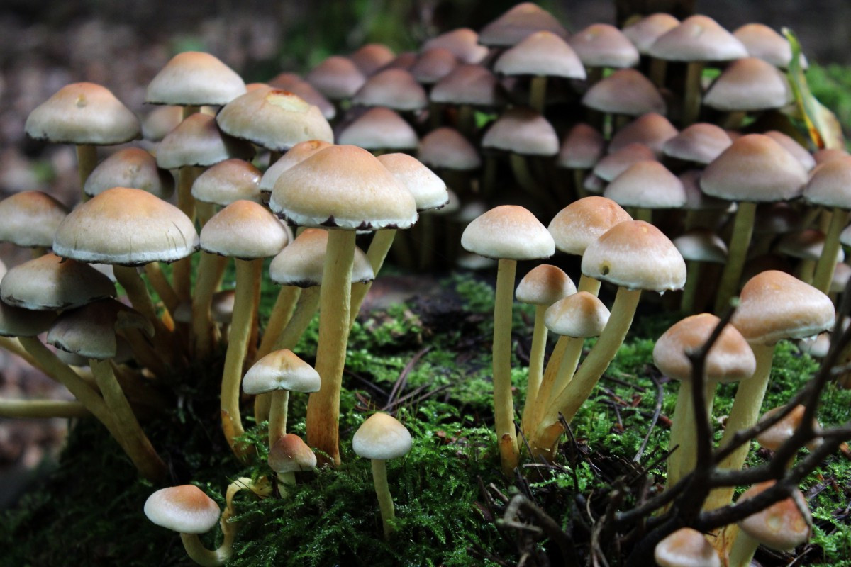 Fungi Behavior