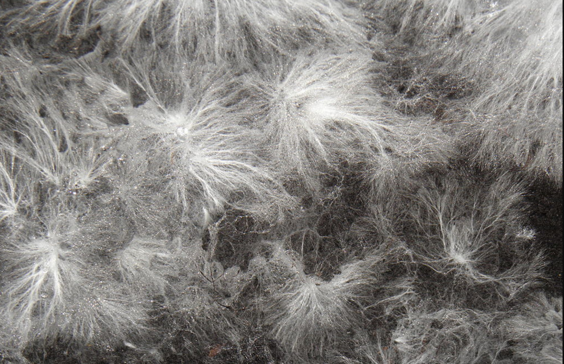 Mycelial Networks