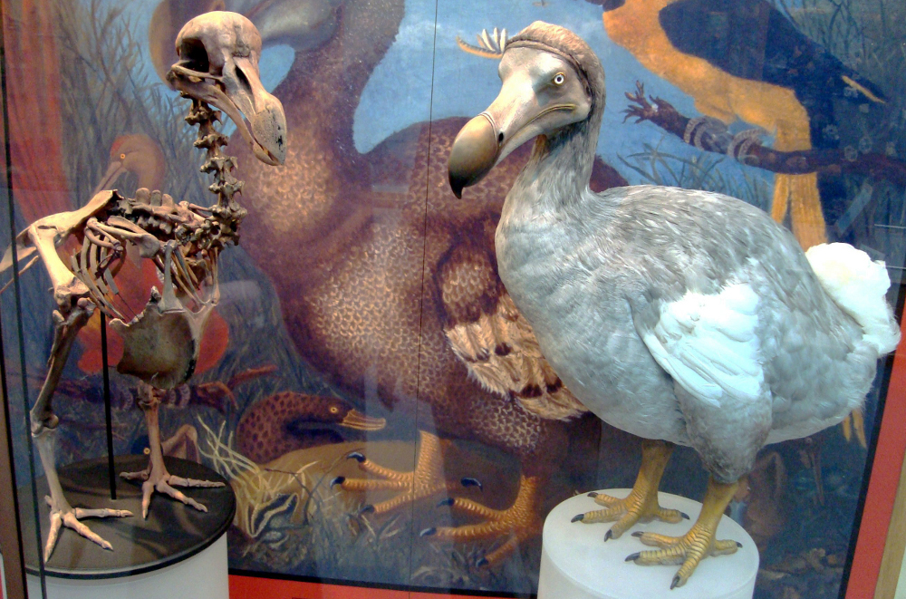 Eugenia Gold / So Goes the Dodo