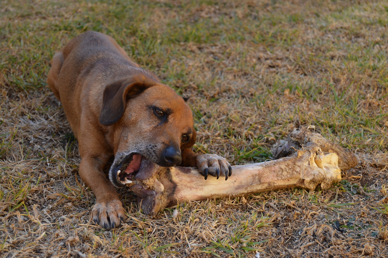 Stanley Coren / Dogs & Bones