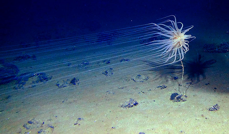Into the Deep