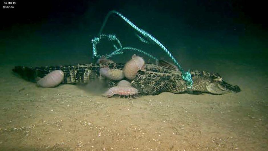 Craig McClain / Alligator Fall