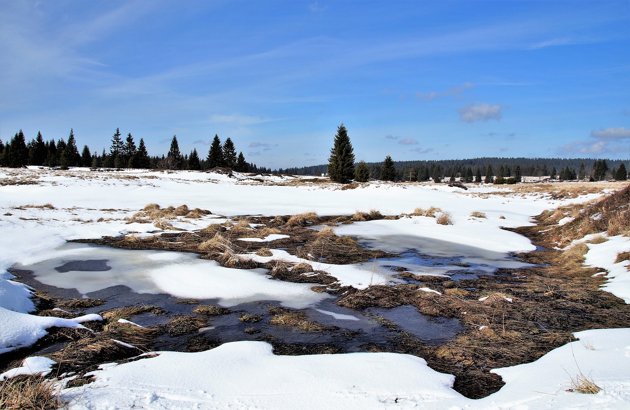 Christopher W. Fernandez / Peat Bogs