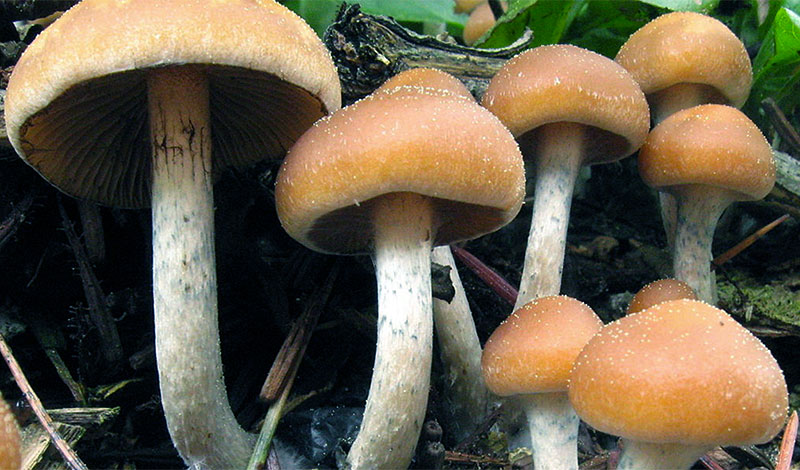 Skeptic Check: Shroom with a View
