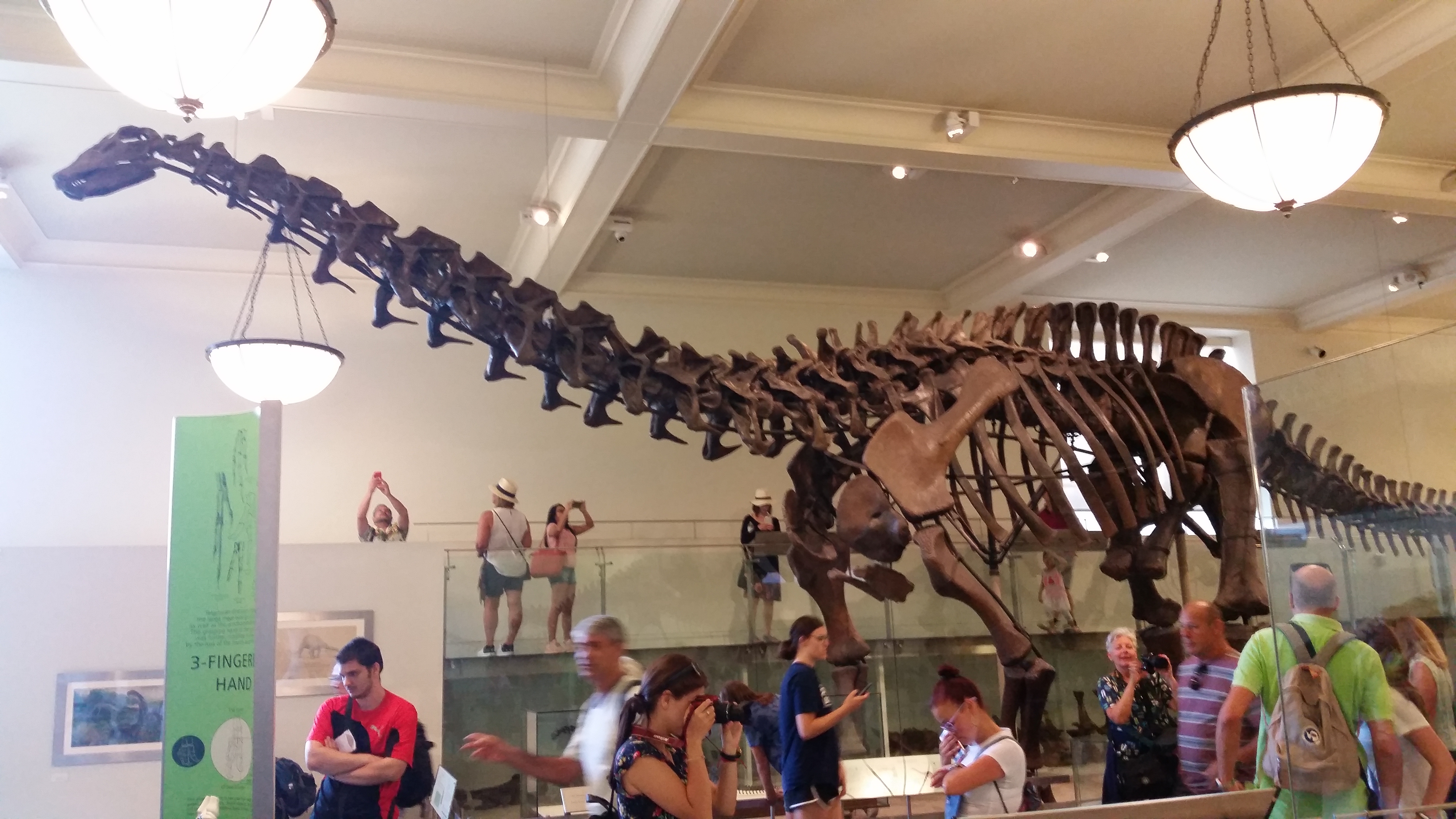 American Museum of Natural History
