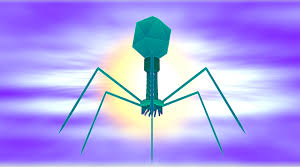 Set Phages to Kill