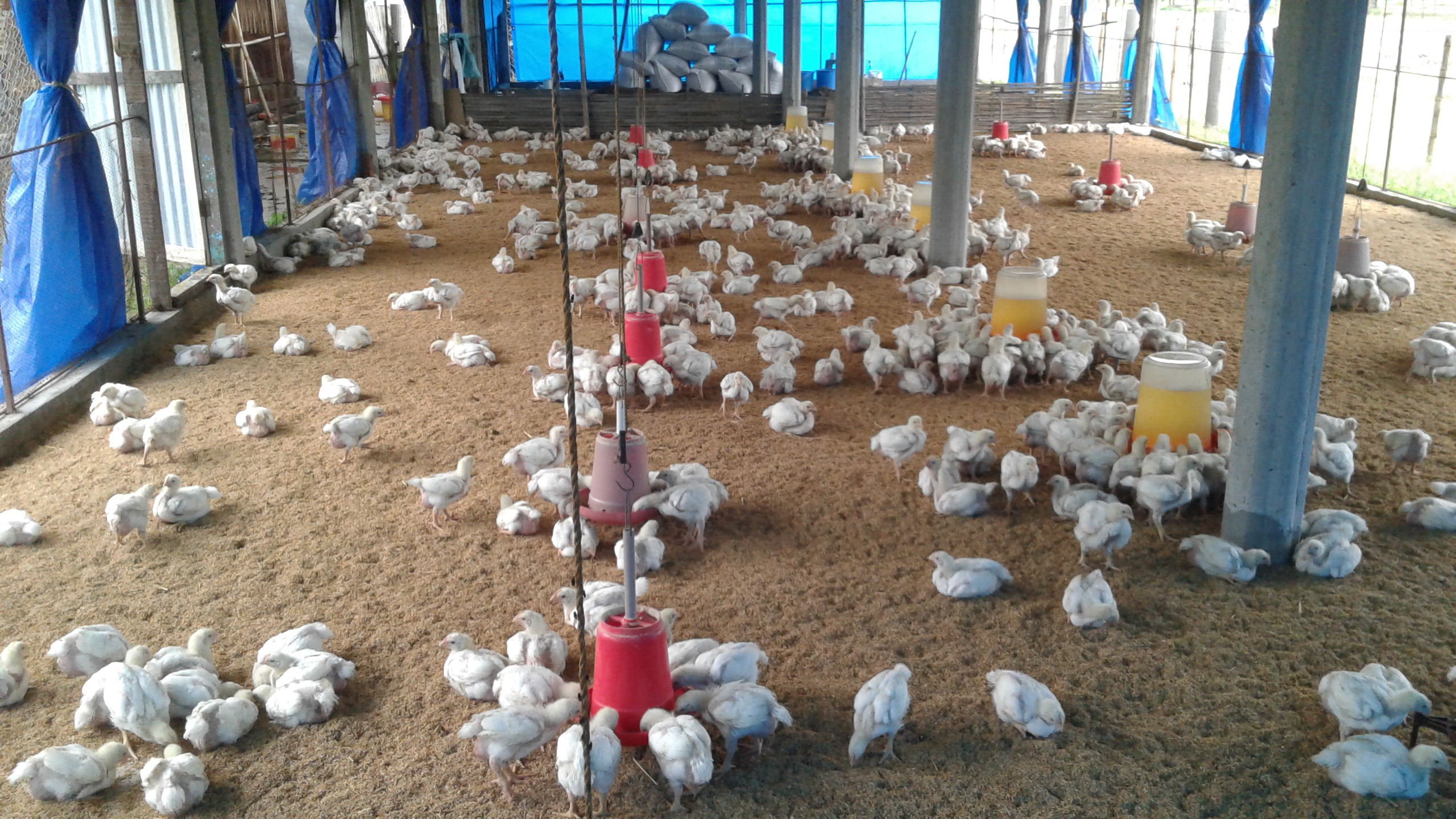 Antibiotics off the Farm