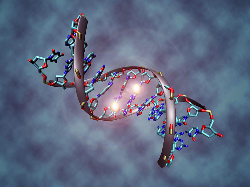Nicole Gladish / DNA Methylation