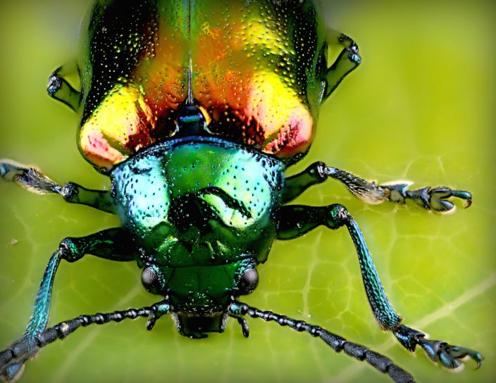 Anne Sverdrup-Thygeson / Insect Diversity