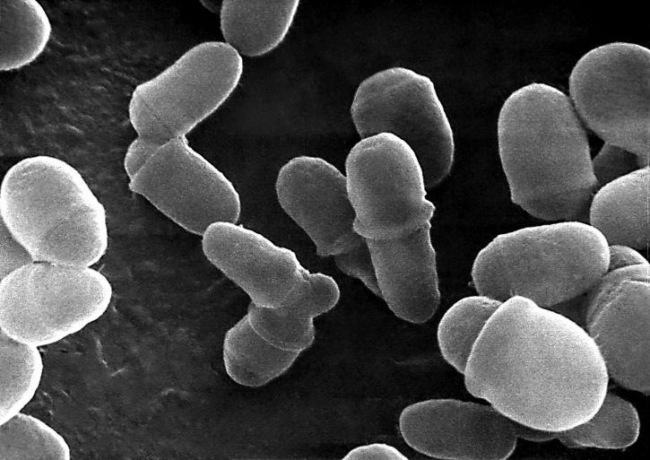 David Underhill / The Mycobiome