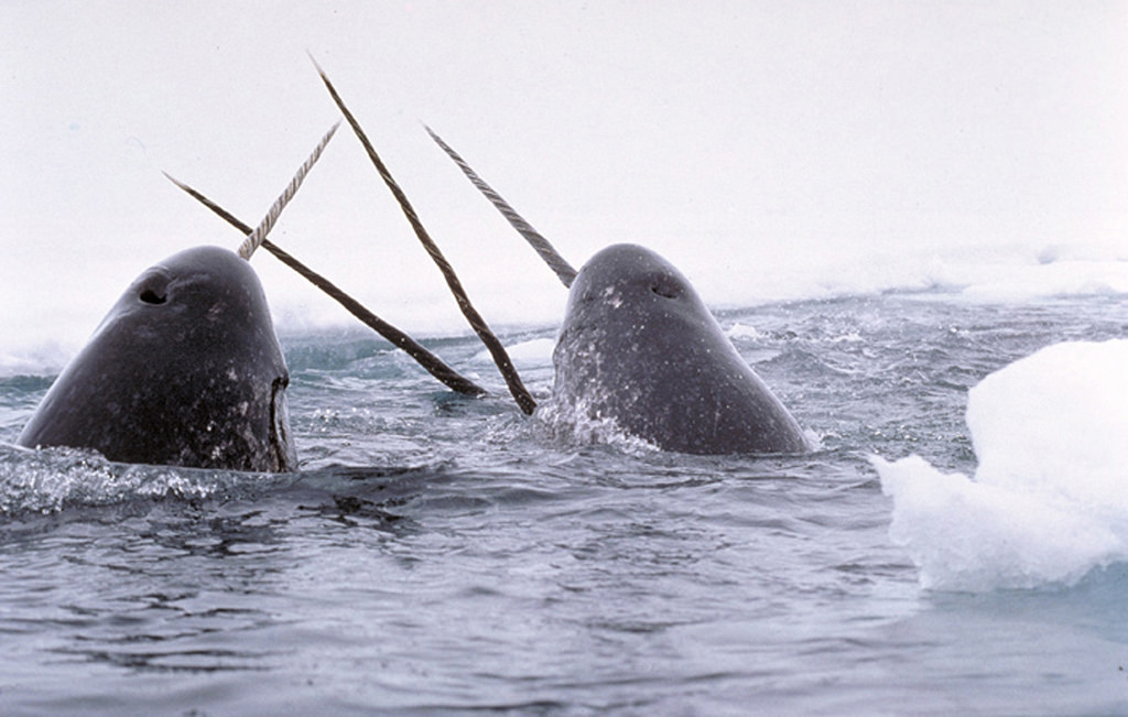 Susanna Blackwell / Narwhal Natter